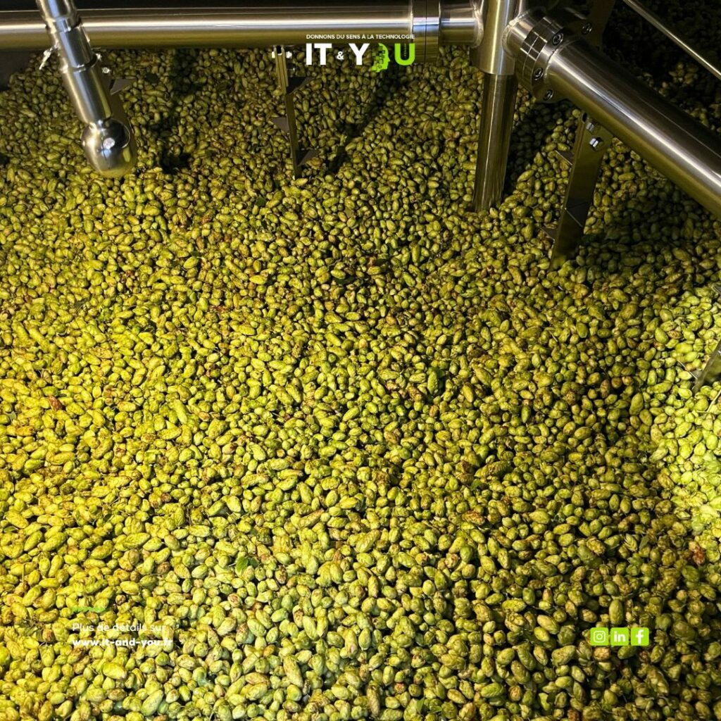 Récolte du houblon et brassage avec Bee City — photographie 3 du reportage IT & You