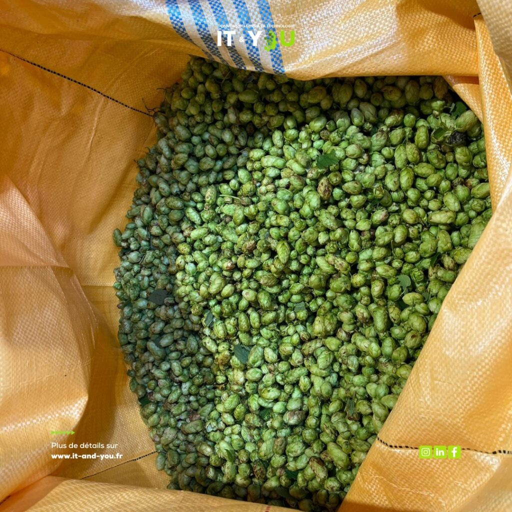 Récolte du houblon et brassage avec Bee City — photographie 4 du reportage IT & You