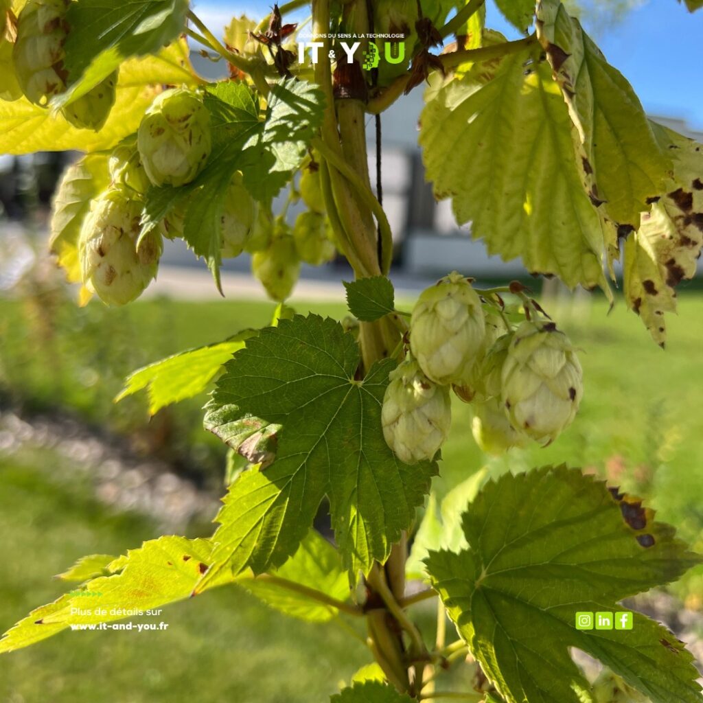 Récolte du houblon et brassage avec Bee City — photographie 5 du reportage IT & You