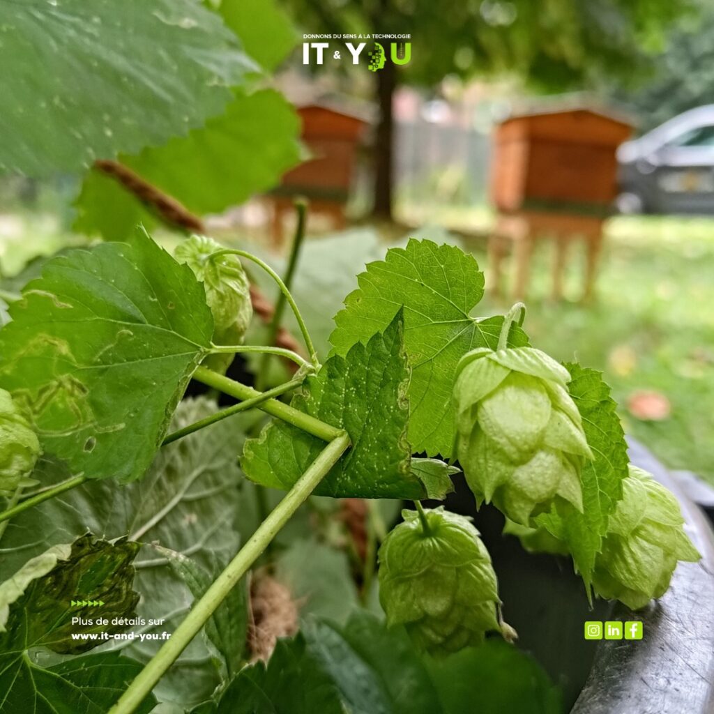 Récolte du houblon et brassage avec Bee City — photographie 8 du reportage IT & You