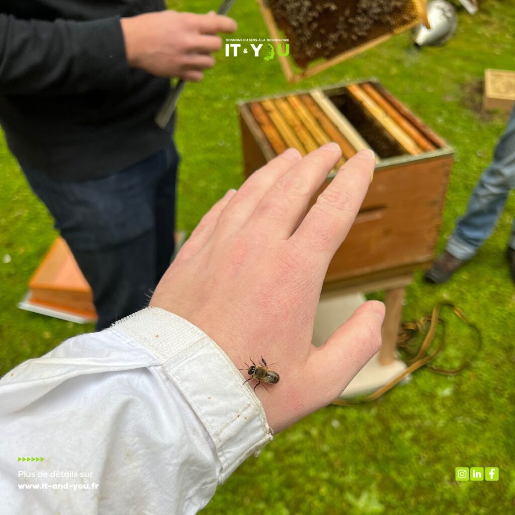 La vie des abeilles au siège IT & You — photographie 2 du reportage Bee City