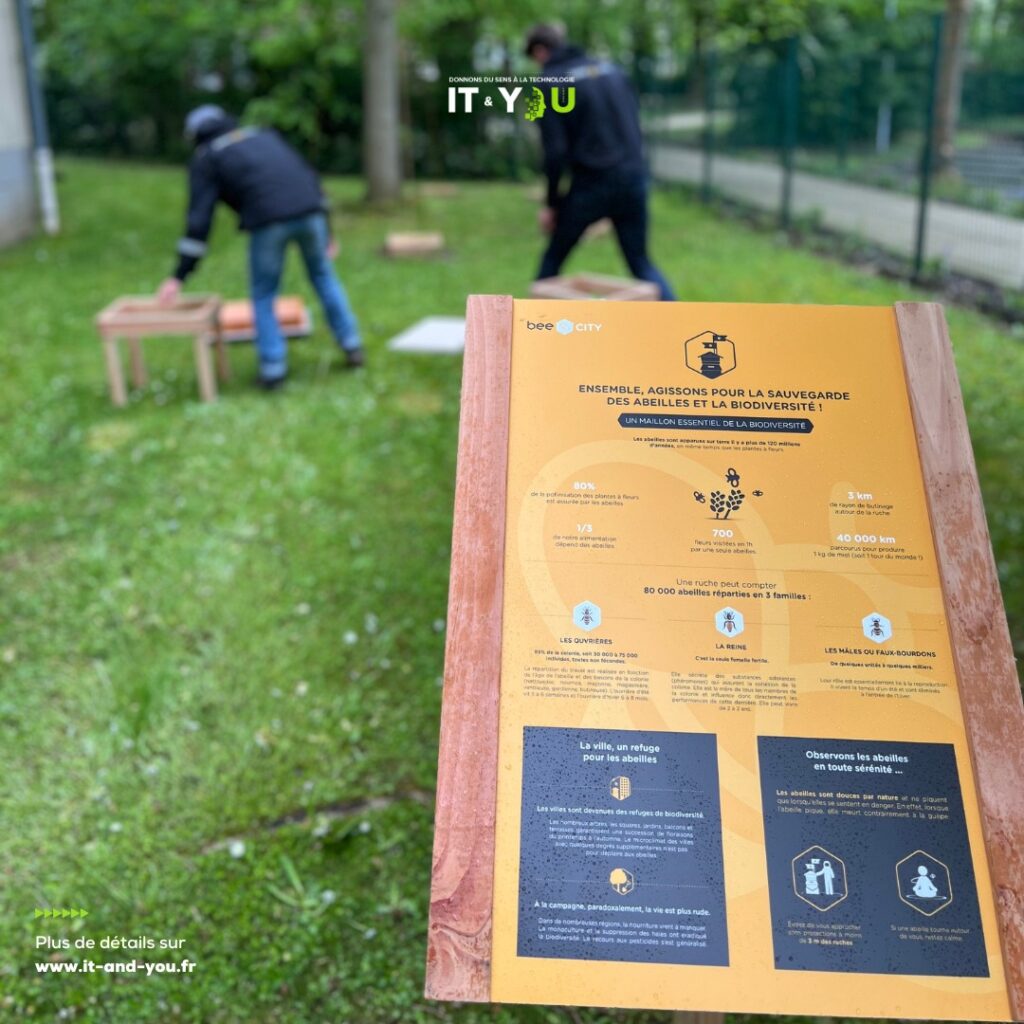La vie des abeilles au siège IT & You — photographie 3 du reportage Bee City