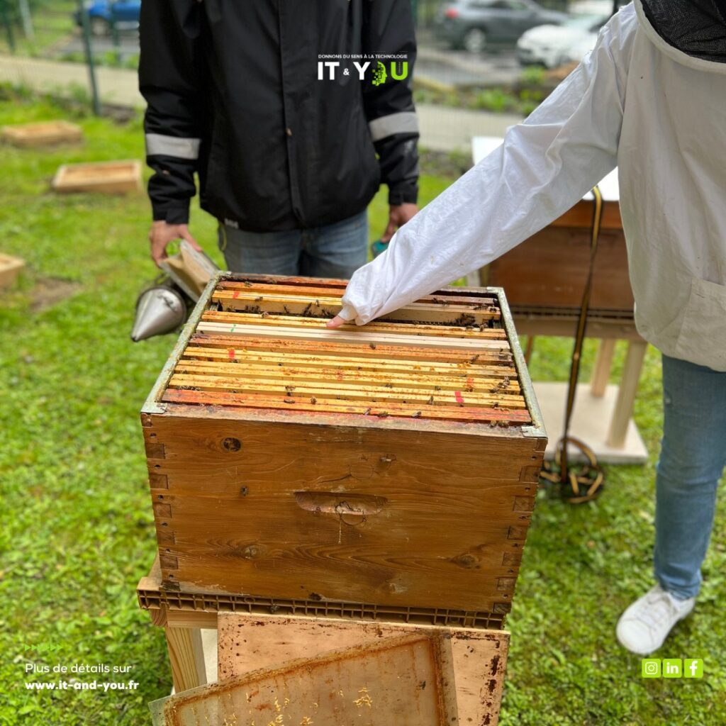 La vie des abeilles au siège IT & You — photographie 4 du reportage Bee City